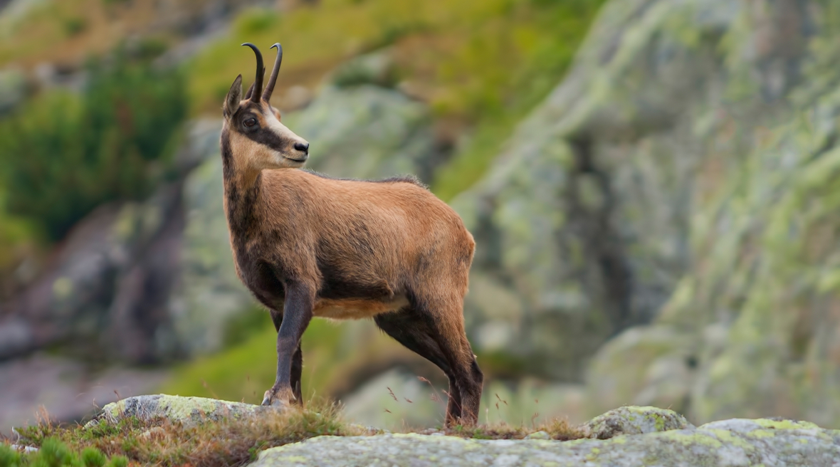 A Chamois standing pretty in the mountains